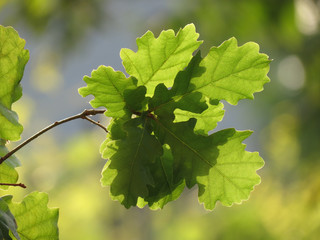 Oak twig