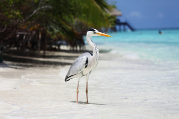 Stork on the ocean