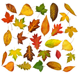 Autumn leaves set. Isolated on white