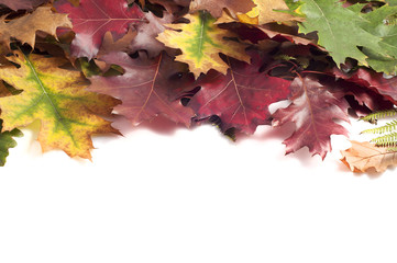 autumn leaves frame on white background