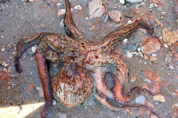 octopus