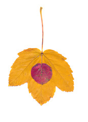 pear and maple autumn leaf isolated on white