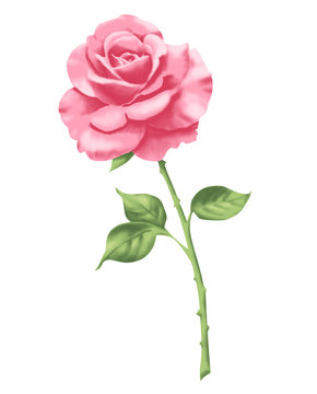 Rose 2 rosa