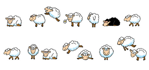 Obraz premium Owca