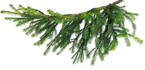 ель ветка branch spruce