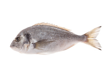 Fototapeta premium Dorado fish isolated on white background
