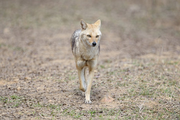 Indian Jackal walking faced forwards