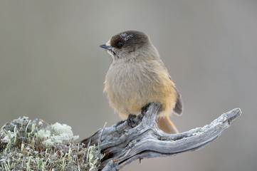 Jay sitting on hoar frost branch