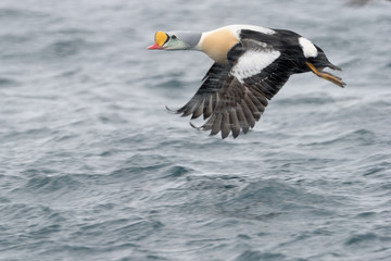 King Eider starting off from water