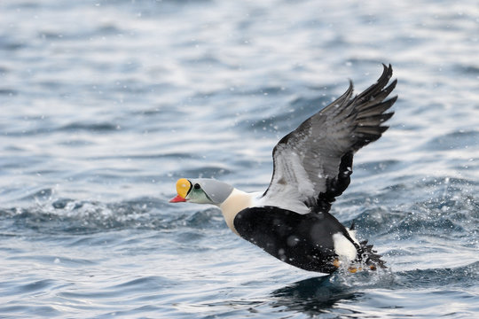 King Eider starting off from water