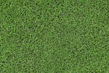 Green grass background texture