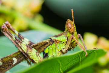 short horn grasshopper on green leaf
