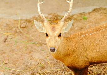 Young deer