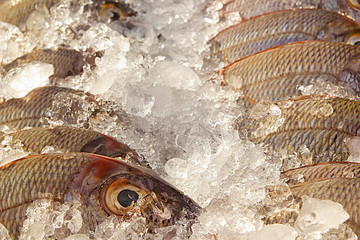 Closeup on Butterfly fish at fish market, covered with ice