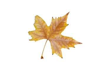 Autumn leave