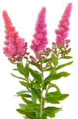 Bouquet of astilbe flowers