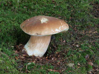 Steinpilz, Boletus edulis