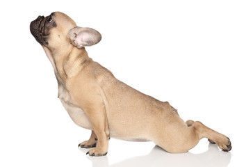 Dog yoga - 45919014