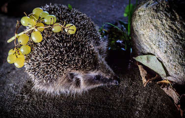 Hedgehog preparing for winter