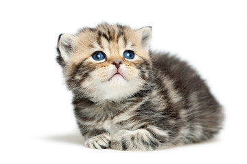 British kitten on white background