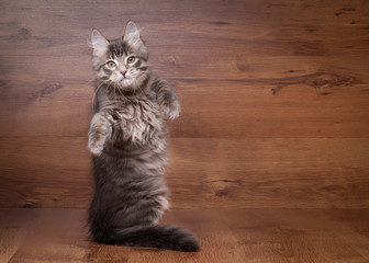 small siberian kitten on wooden texture background - Powered by Adobe