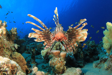 Naklejka na ściany i meble Lionfish na rafie koralowej