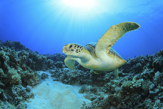 Green Turtle in Red Sea