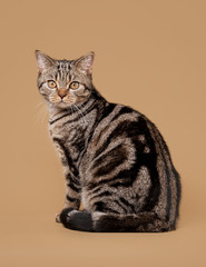 small black marble british kitten on light brown background