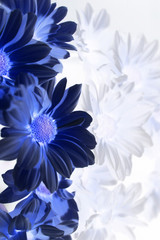 Obraz premium blue flowers on the left, like a postcard or greeting