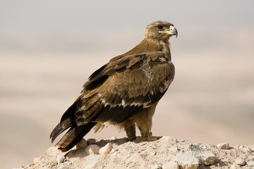 Steppenadler immatur