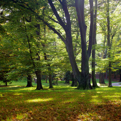 Fototapeta na wymiar Sunlight w parku z drzew i zielona trawa