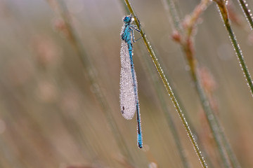 Hufeisen-Azurjungfer (Coenagrion puella)
