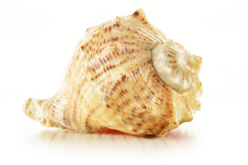 Seeshell isolated on white background