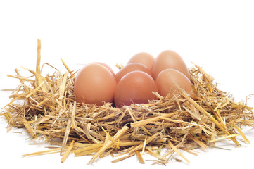 brown eggs in a nest