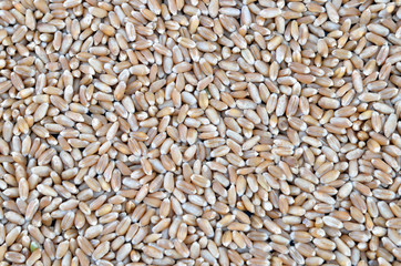 Wheat grain background