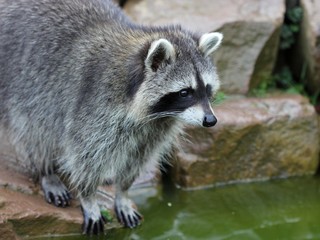 Junger Waschbär am Wasser