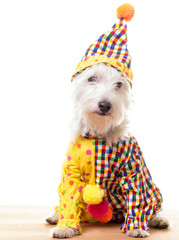 Circus Clown Dog