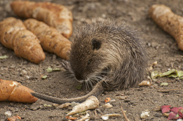 Small Coypu