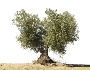 Olive tree white isolated - 45923840