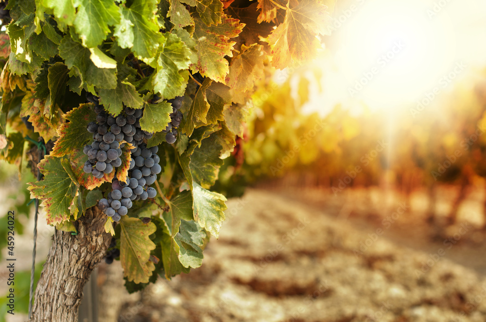 Wall mural vineyards at sunset