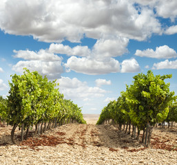 Fototapeta premium Vineyards in rows and blue sky