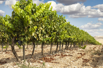 Fototapeta na wymiar Vineyards in rows and blue sky