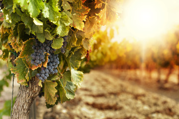 Wijngaarden bij zonsondergang