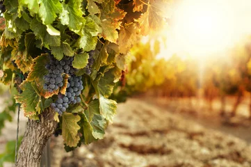 Photo sur Plexiglas Vignoble Vignobles au coucher du soleil