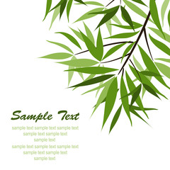 Bamboo background and sun, vector