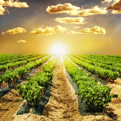 Young Vineyards in rows.
