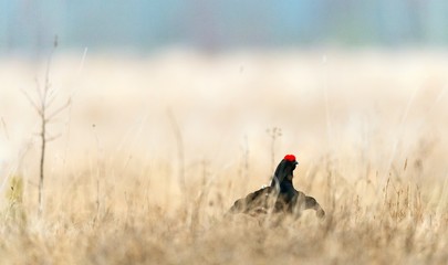 Lekking Black Grouse