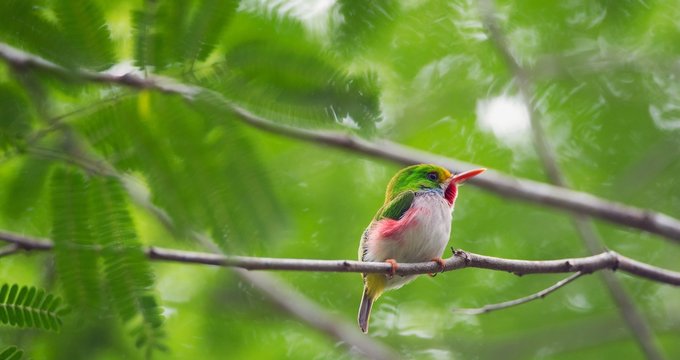 Cuban Tody  (Todus multicolor) endemic species