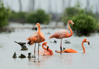 Caribean Flamingo bathing © Uryadnikov Sergey