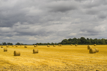 Fototapeta premium Normandy - Field
